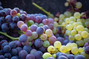 Ripening Wine Grapes